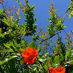 Di Noi Arnesano